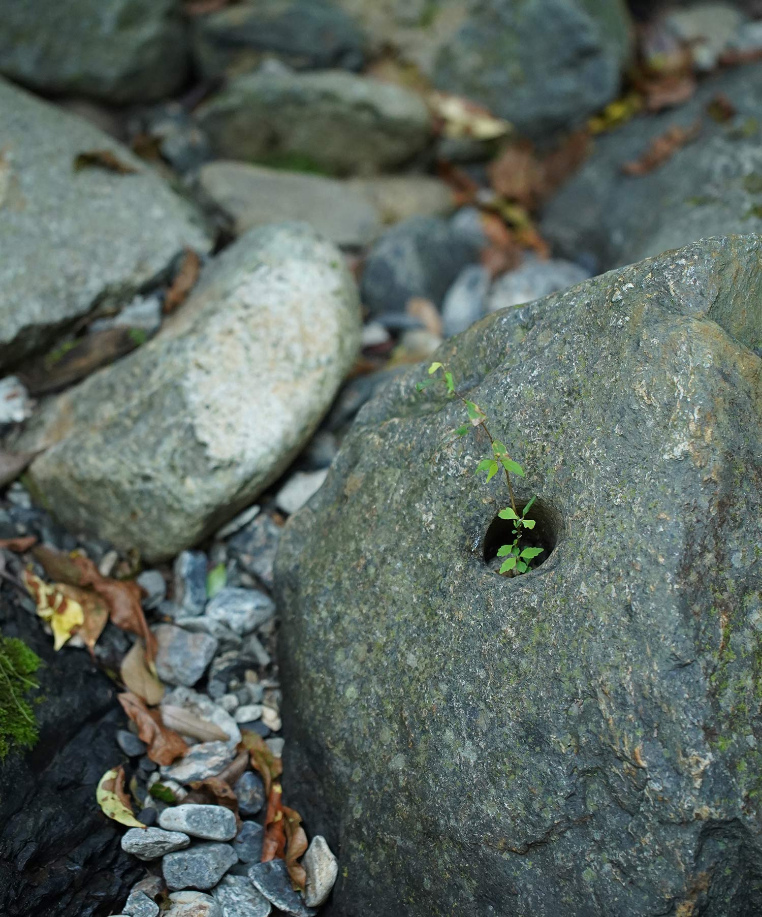 岩の穴に生きる植物